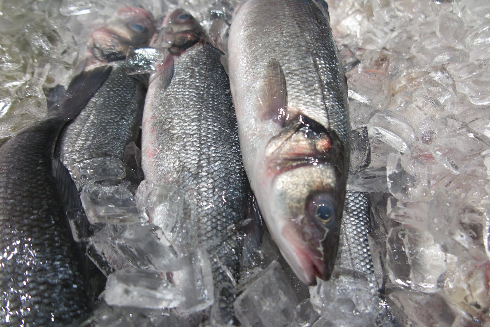 Market Fish Guide NYC Best Seafood Fish Markets | Fresh & Trusted Guide
